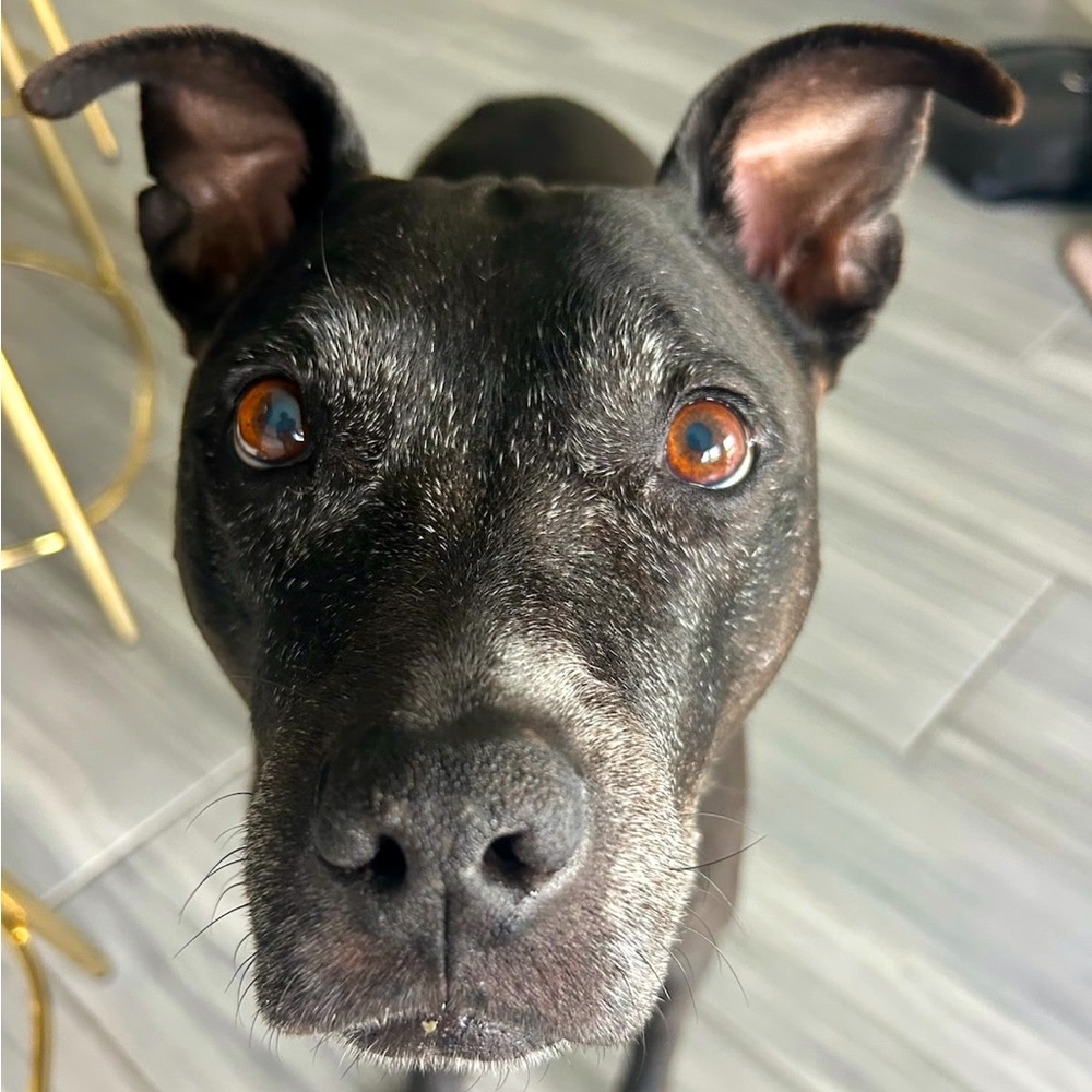 Meet your Posher, Anjuli